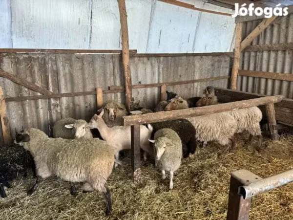 Widder, Merino sheep
