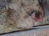 Chickens — Foto 1