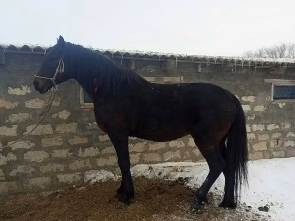 Ат, Аттар — Казакстан