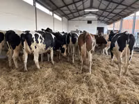 Kuh, Holstein-Rasse — Foto 1