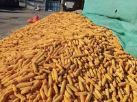 Кукуруза 🌽🌽🌽🌽 кукуруза 🌽🌽🌽🌽 кукуруза кукуруза жугору мака — Foto 3