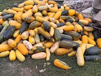 Продаю тыкву для животных — Foto 3