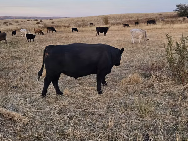 Bulle, Aberdeen-Angus