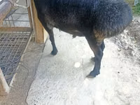 Ram, Sheep — photo 4