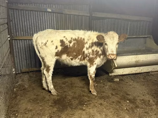 Bulle, Simmental cattle