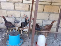 Chickens — 4-сурет