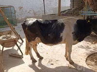 Sigir, Qoramol — 6-rasm