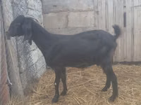 बकरी, Damask goat — फ़ोटो 2