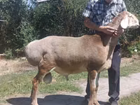 Qoʻchqor, Arashan sheep — 4-rasm
