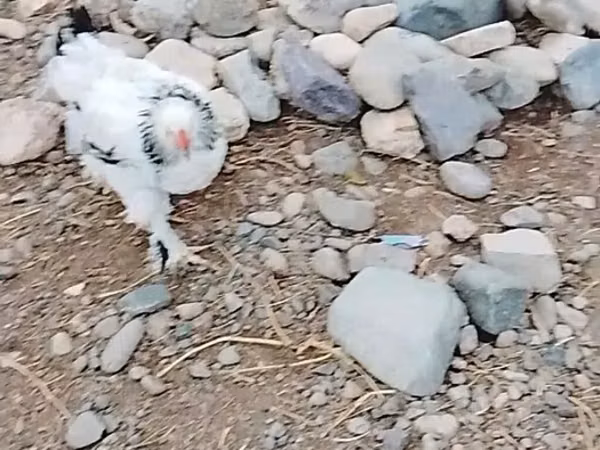 婆罗门鸡