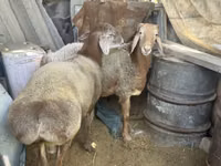 Carnero, Arashan sheep — foto 2