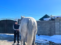 Caballo, Kazakh horse — foto 6