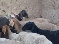Schaf, Arashan sheep — Foto 3