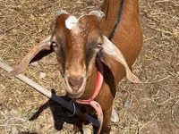 Ziegenbock, Nubian Goat — Foto 1