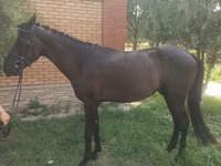 Hengst, Anglo-Arabian — Foto 2