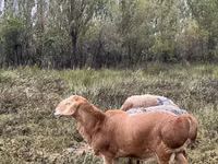 Carnero, Arashan sheep — foto 1
