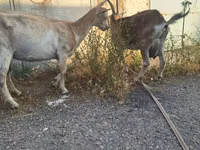 Cabra, Alpine goat — foto 2
