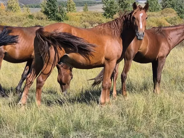Yegua, Caballos