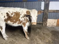 ثور, Simmental cattle — الصورة 3