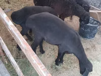 भेड़ें (लॉट, लिंग निर्दिष्ट नहीं), Hissar sheep — फ़ोटो 4