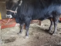 सांड, एबरडीन - एंगस — फ़ोटो 1