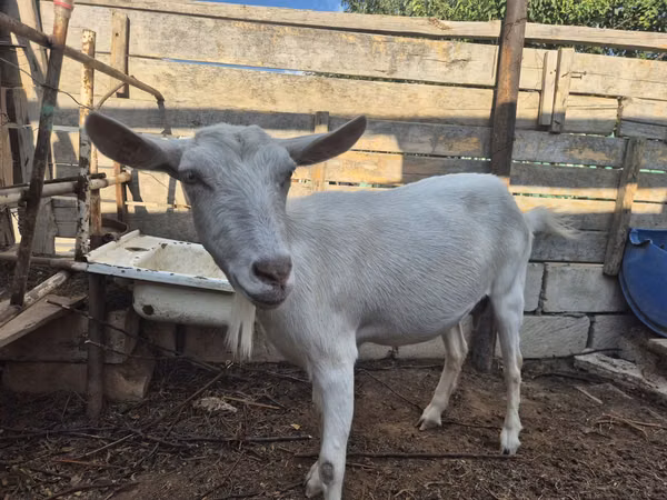 Ziege, Saanen goat
