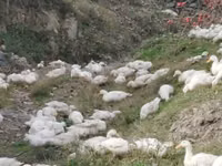 American Pekin — Foto 3
