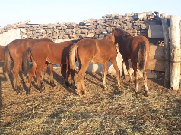 حصان, Mugalzhar horse
