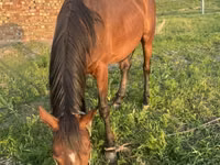 Hengst, Pferde — Foto 2