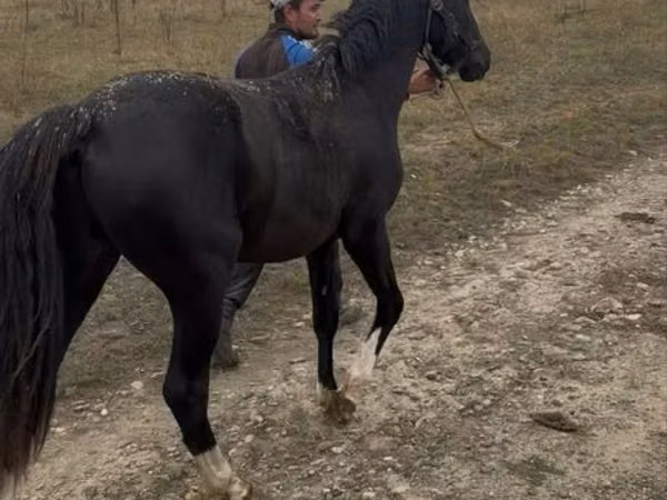 Hengst, Pferde — Kasachstan