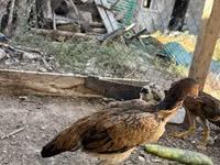 Chickens — الصورة 8