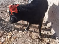 Cow, Cattle — photo 5