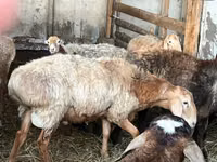 Қошқар, Arashan sheep — 1-сурет