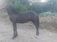Aygʻir, Friesian — 1-rasm