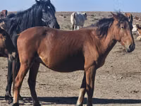 حصان, Kazakh horse — الصورة 3