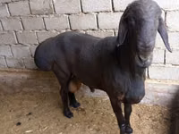 كبش, الأغنام — الصورة 2