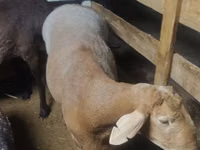 Widder, Arashan sheep — Foto 2