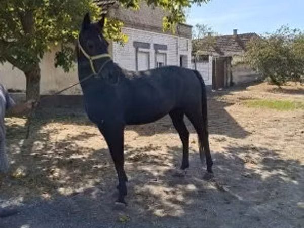 Hengst, Pferde