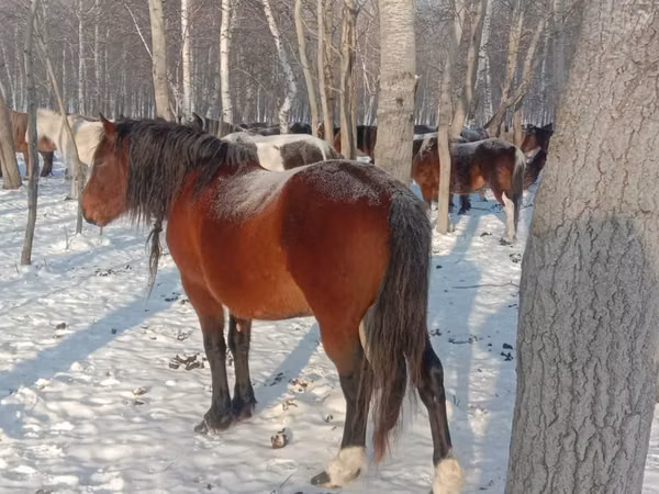 Caballo, Kazakh horse