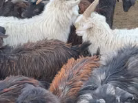 母山羊, Goats — 照片 2