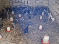 Chickens — 5-сурет