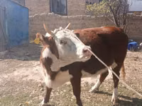 بقرة, Latvian Blue cattle — الصورة 1