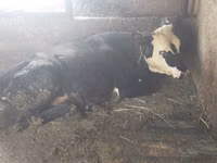 Kuh, Swiss cattle — Foto 5