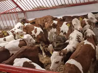 أبقار (دفعة، الجنس غير محدد), Simmental cattle — الصورة 1