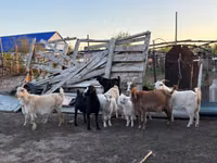 Ziege, Ziegen — Foto 2