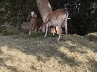 Ziege, Nubian Goat — Foto 7