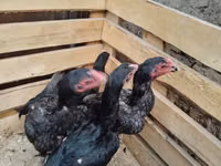 Chickens — Foto 4
