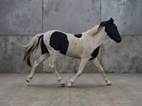 Hengst, American paint horse — Foto 1