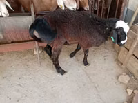 Widder, Blackheaded Persian sheep — Foto 5
