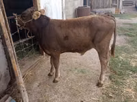 公牛, Swiss cattle — 照片 2